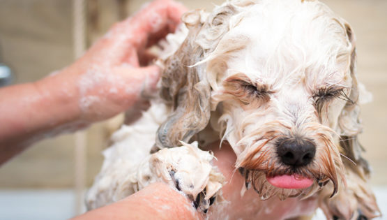 Washing dog Getty Images 646847616