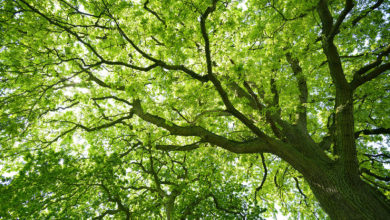 Carbon managment tree canope