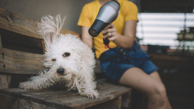 Pet care main2 Getty Images 1173373342