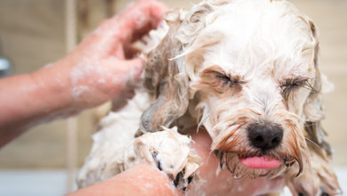 Washing dog Getty Images 646847616