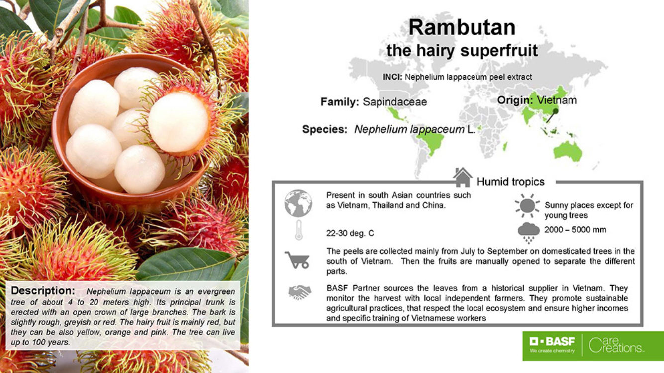 Rambuvital - Rambutan Graphic
