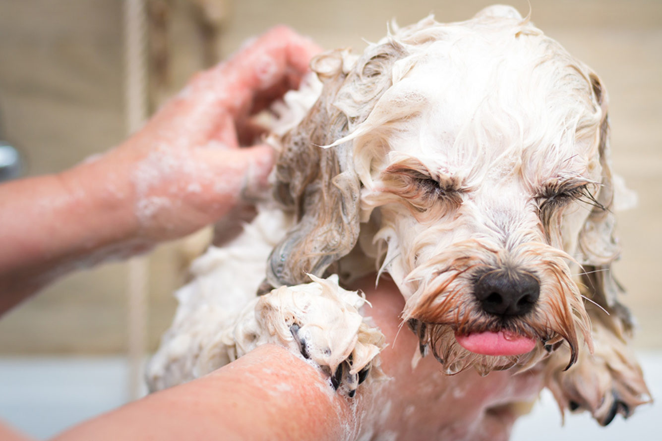 Washing dog Getty Images 646847616