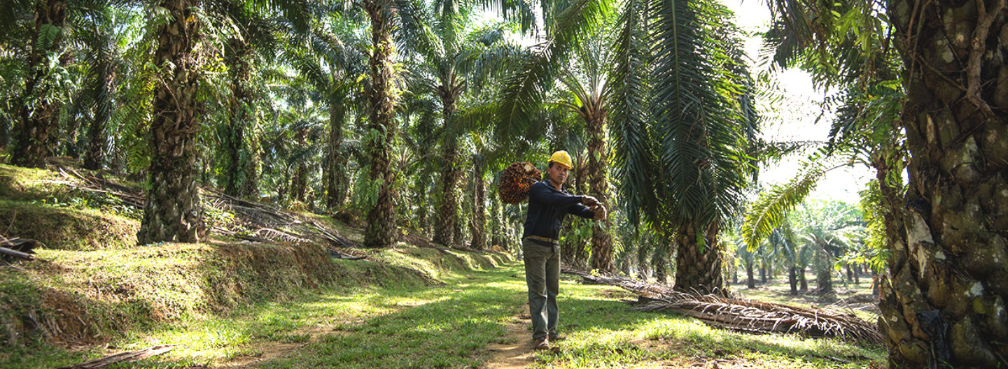 2021 Palm Progress Report 5 shutterstock 530836279 RGB edit 1250pxwide