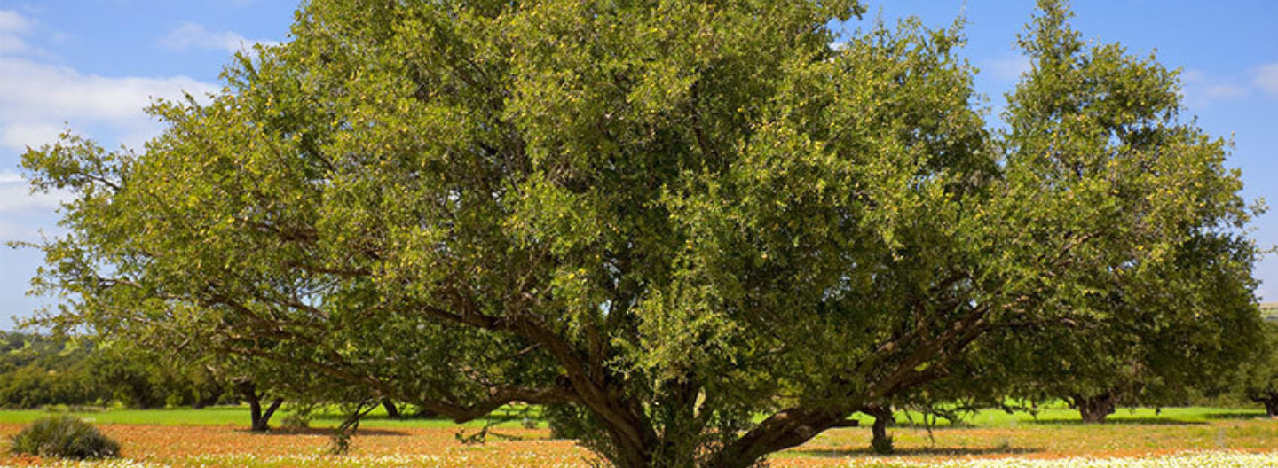 Large tree with blue sky in the summer