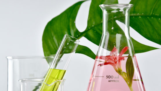 Scientific solutions in beakers with a plant leaf behind them