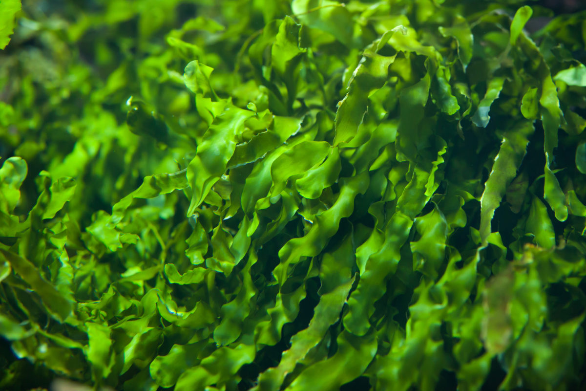 Green macroalgae Ulva: Future superfood?