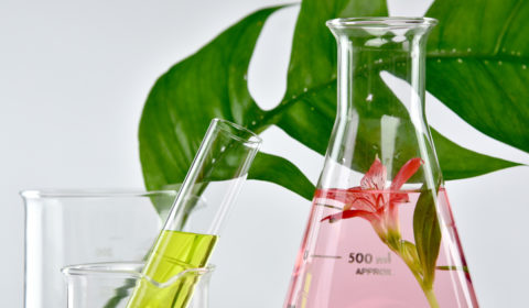 Scientific solutions in beakers with a plant leaf behind them